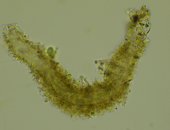 Stichotricha