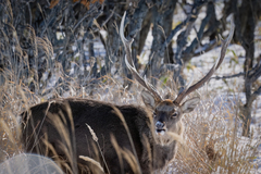 Cervus nippon yesoensis