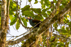 Andigena laminirostris