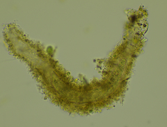 Stichotricha