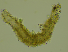 Stichotricha