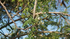 Orthorhyncus cristatus