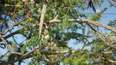 Orthorhyncus cristatus