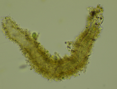 Stichotricha