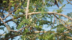 Orthorhyncus cristatus