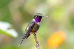 Philodice mitchellii