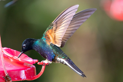 Boissonneaua jardini