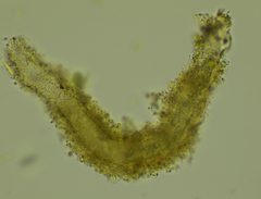 Stichotricha