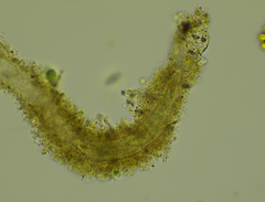 Stichotricha