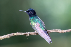 Boissonneaua jardini