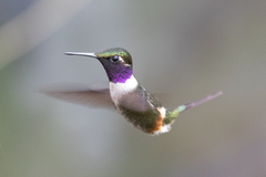 Philodice mitchellii