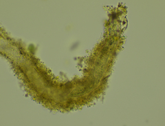 Stichotricha