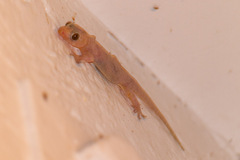 Hemidactylus