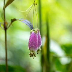 Kohleria affinis