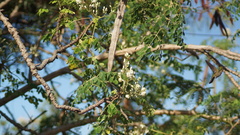 Orthorhyncus cristatus