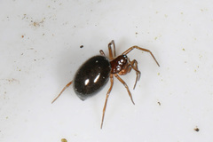 Erigoninae
