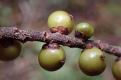 Basselinia deplanchei
