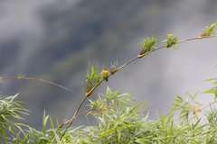 Myiophobus flavicans