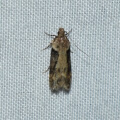 Chionodes mediofuscella