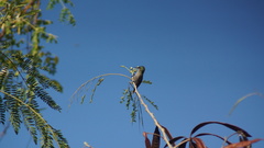 Orthorhyncus cristatus