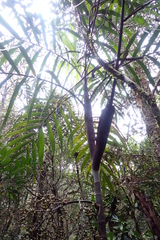 Basselinia deplanchei