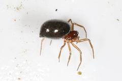 Erigoninae