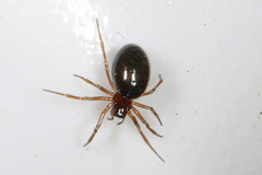 Erigoninae
