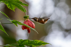 Chaetocercus mulsant