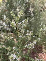 Olearia ramulosa