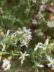 Olearia ramulosa