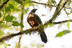 Chamaepetes goudotii