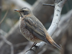 Turdus naumanni