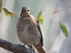 Turdus naumanni