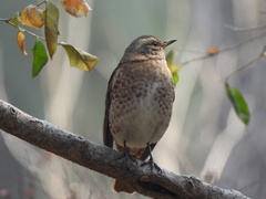 Turdus naumanni