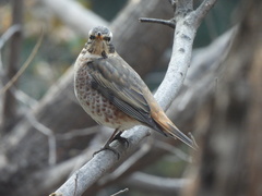 Turdus naumanni