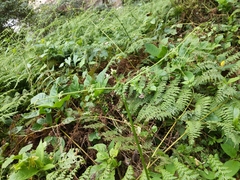 Dennstaedtia scandens