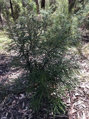 Banksia cunninghamii
