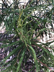 Banksia cunninghamii