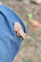 Pseudophilautus wynaadensis