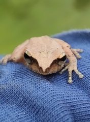 Pseudophilautus wynaadensis