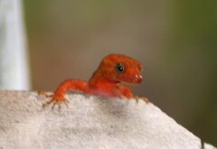 Gonatodes concinnatus