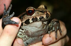 Leptodactylus pentadactylus