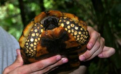 Chelonoidis denticulatus