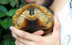 Chelonoidis denticulatus
