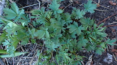 Potentilla glaucophylla