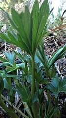 Potentilla glaucophylla