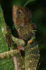 Enyalioides laticeps