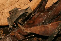 Rhinella margaritifera