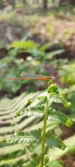Ceriagrion rubiae