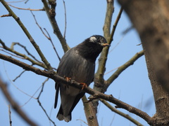 Spodiopsar cineraceus